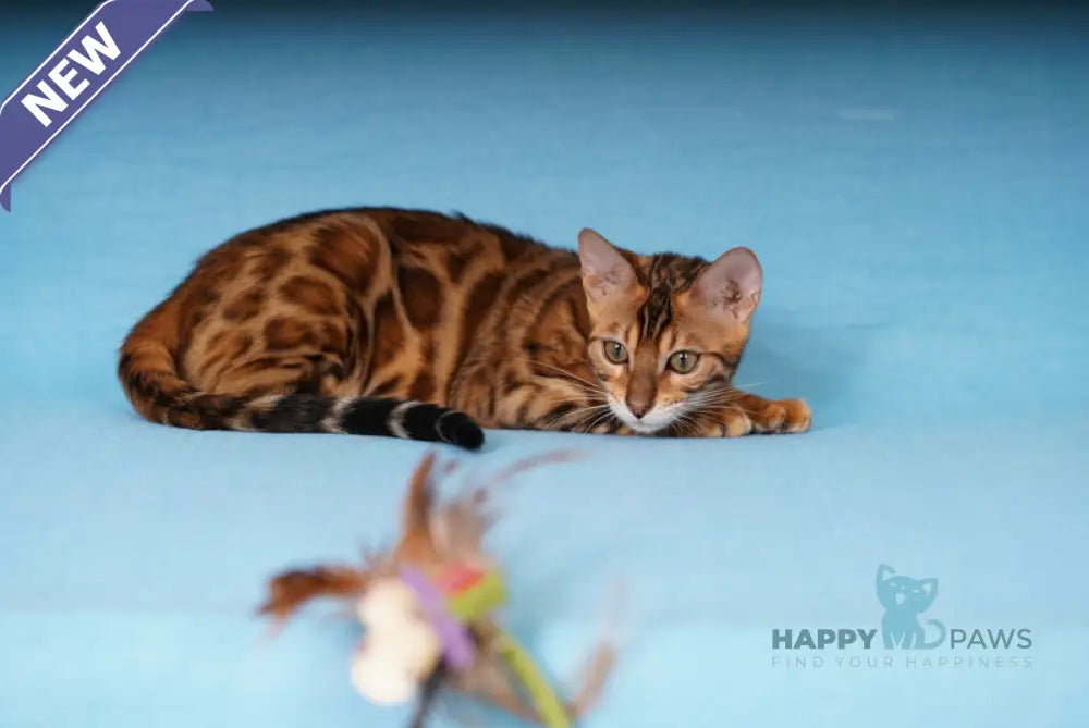 Kailas Bengal male black spotted tabby live animals