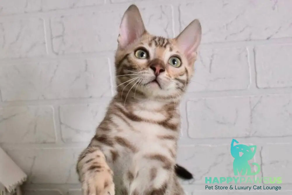Kair Bengal male snow tabby live animals