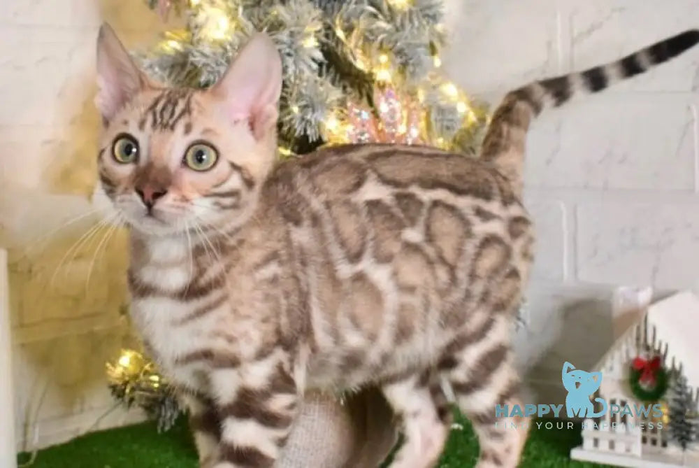 Kair Bengal male snow tabby live animals