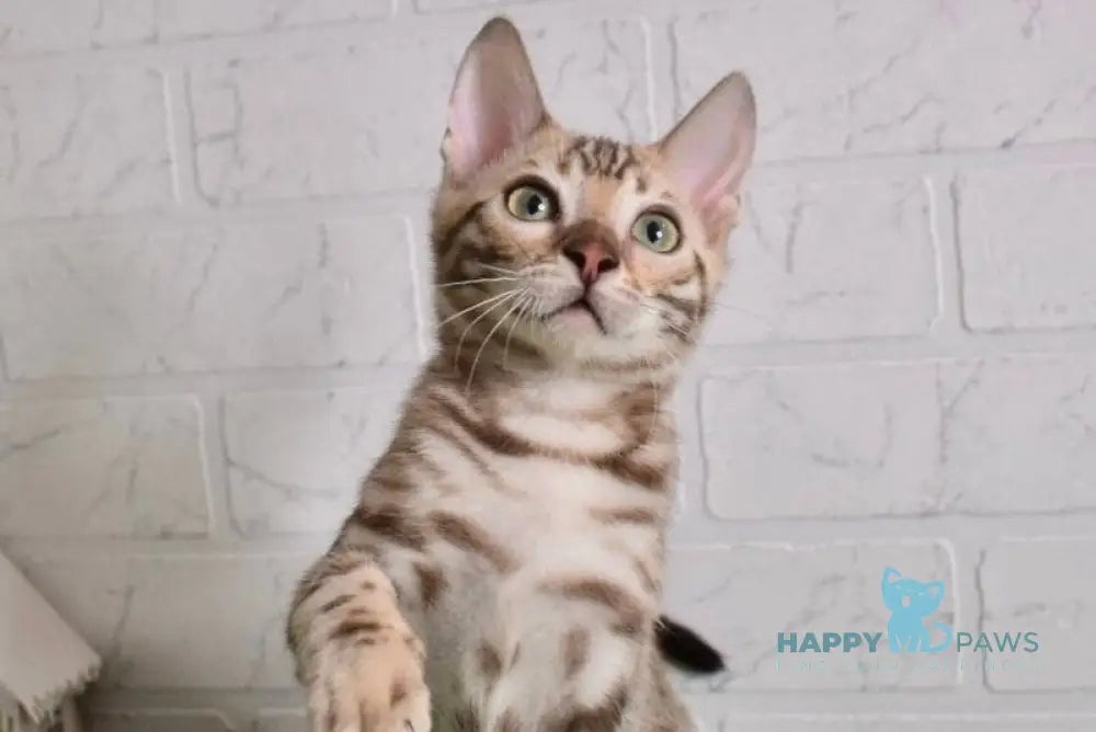 Kair Bengal male snow tabby live animals