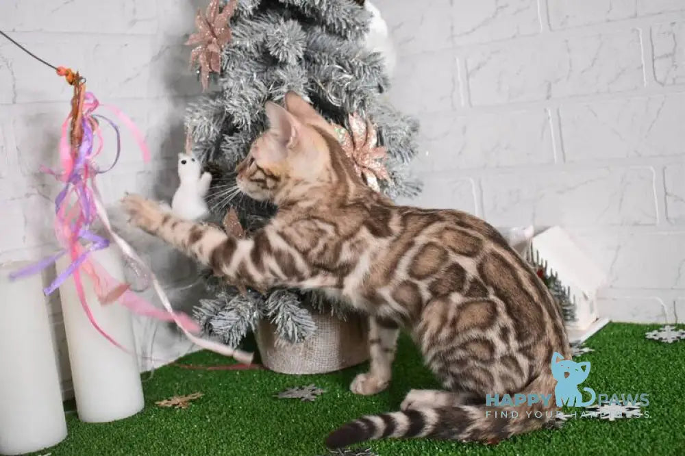 Kair Bengal male snow tabby live animals