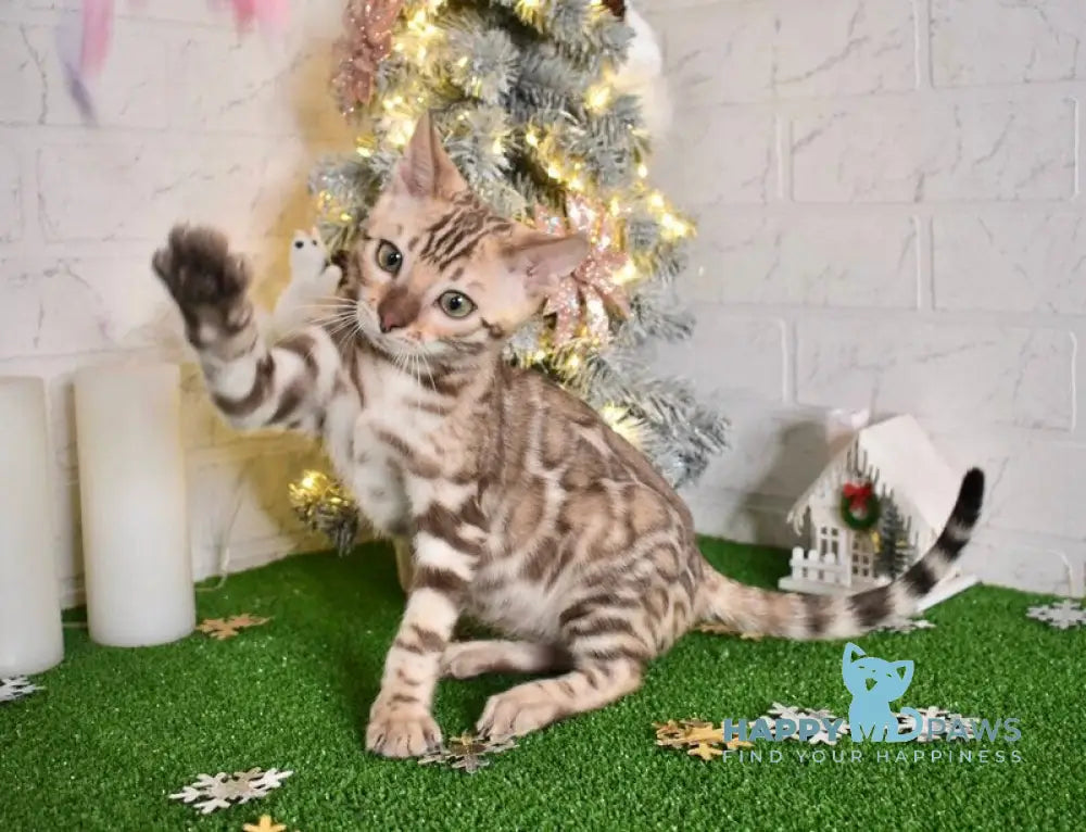 Kair Bengal male snow tabby live animals
