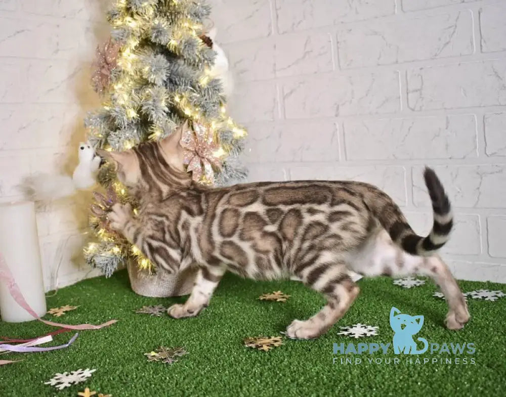 Kair Bengal male snow tabby live animals