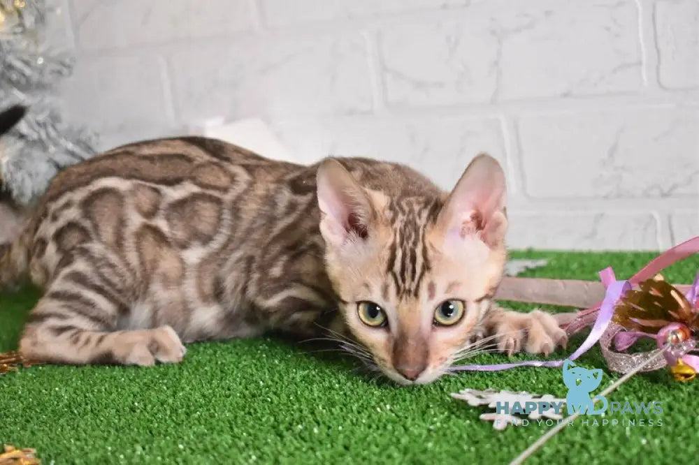 Kair Bengal male snow tabby live animals