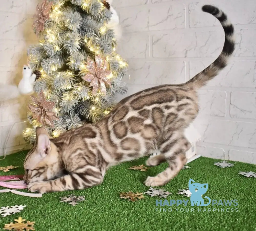 Kair Bengal male snow tabby live animals