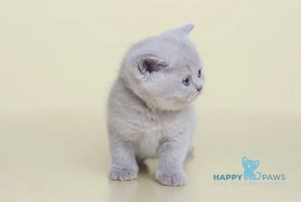 Kaira British Shorthair female lilac live animals