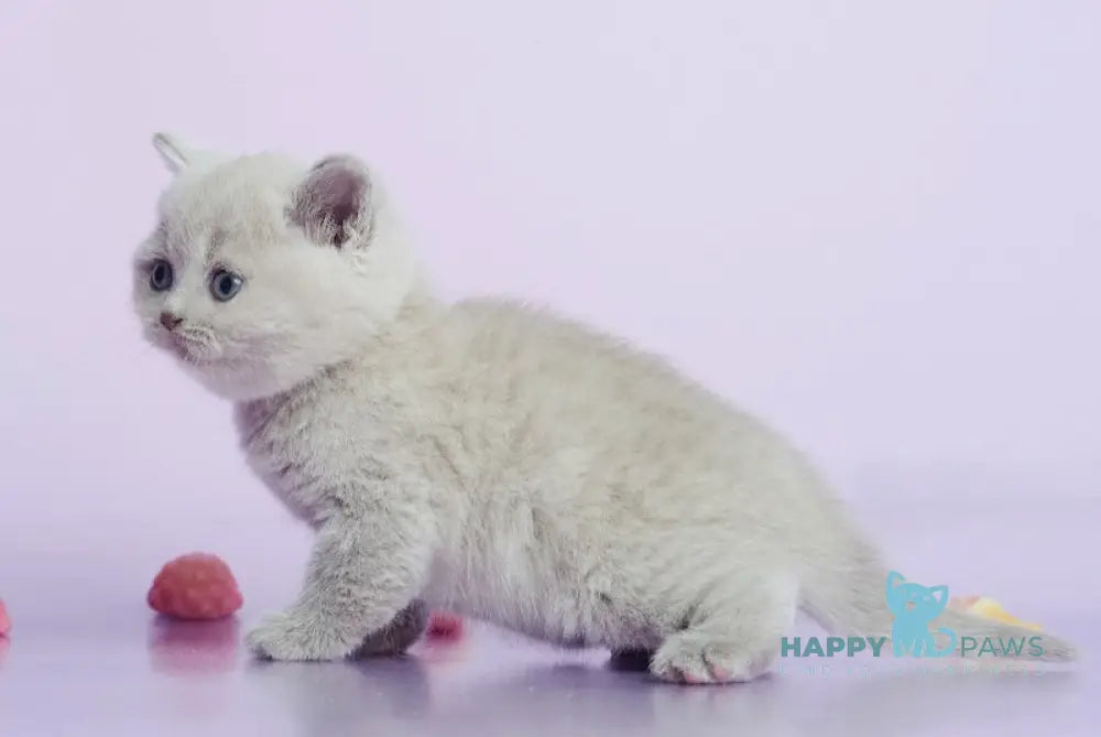 Kaira British Shorthair female lilac live animals