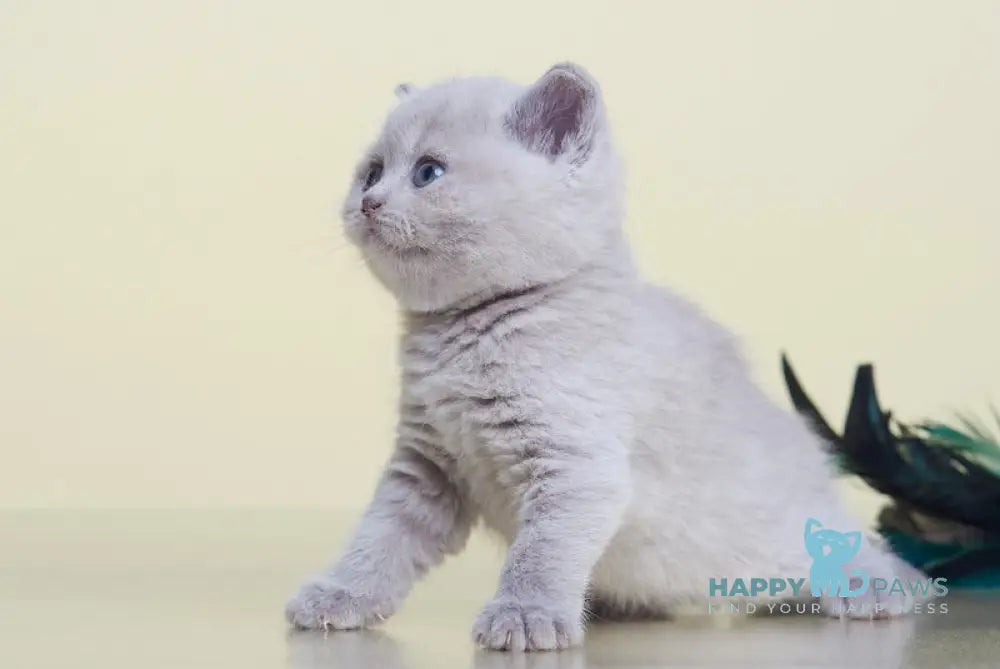 Kaira British Shorthair female lilac live animals