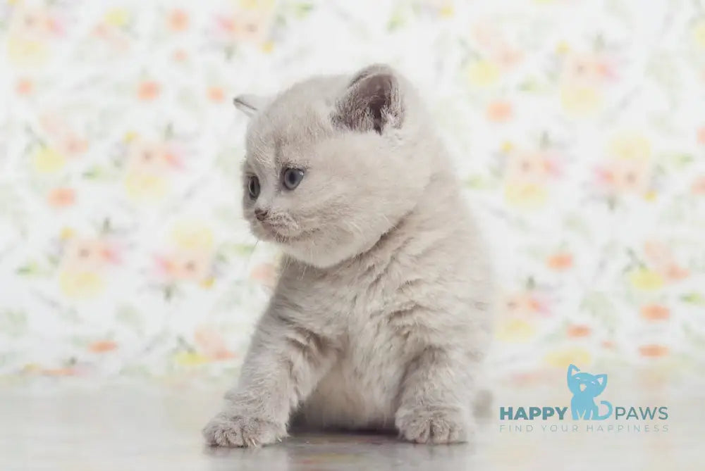 Kaira British Shorthair female lilac live animals