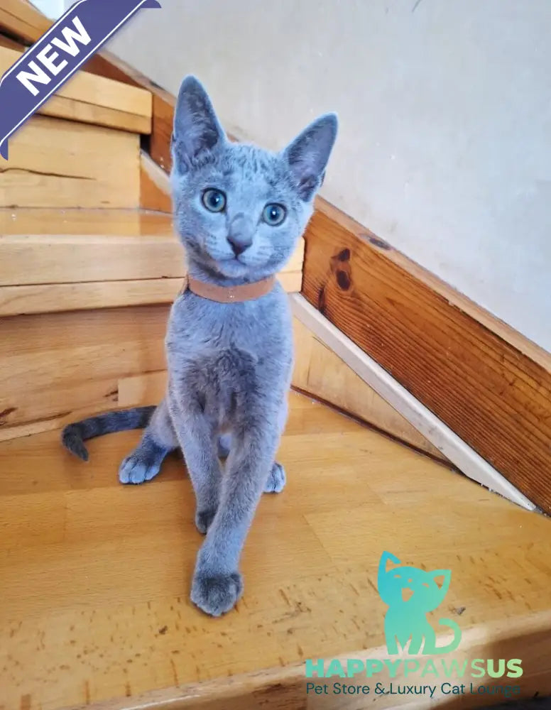 Kairo Russian Blue male blue - live animals