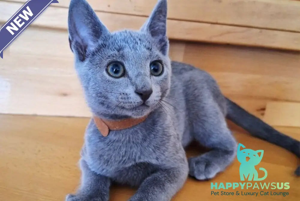 Kairo Russian Blue male blue - live animals