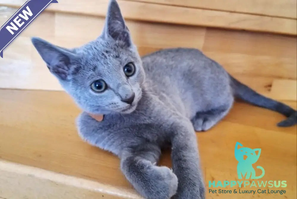 Kairo Russian Blue male blue - live animals