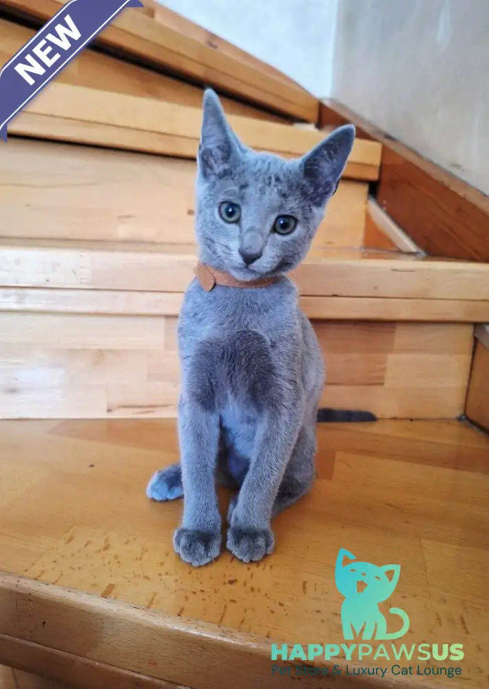 Kairo Russian Blue male blue - live animals