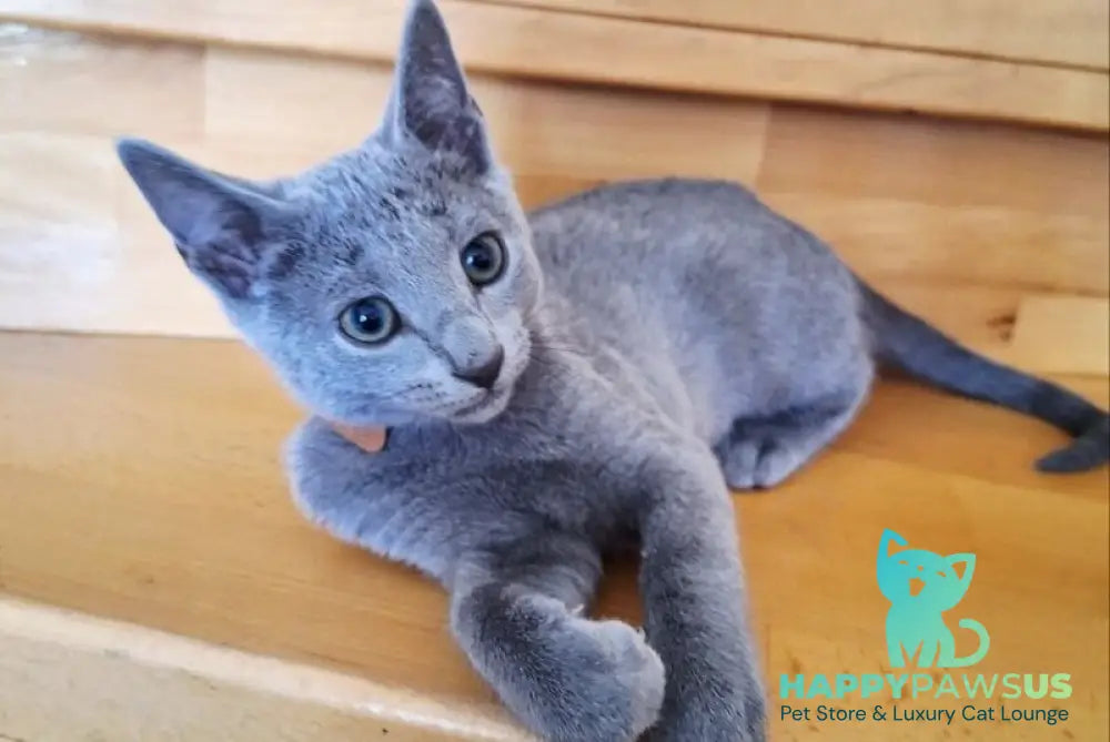 Kairo Russian Blue male blue - live animals