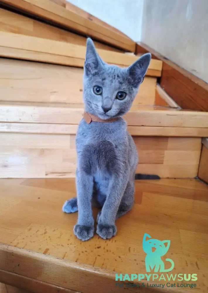 Kairo Russian Blue male blue - live animals