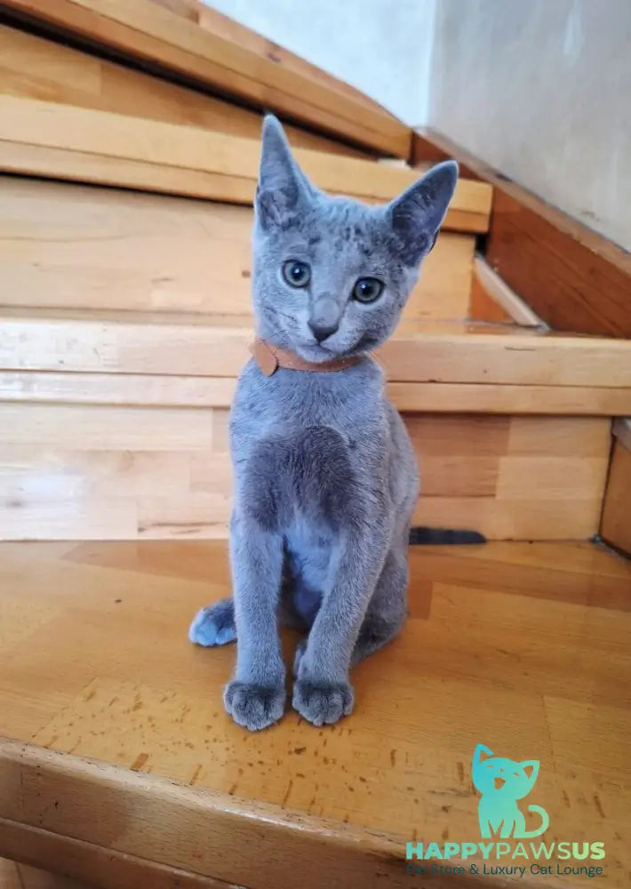 Kairo Russian Blue male blue - live animals