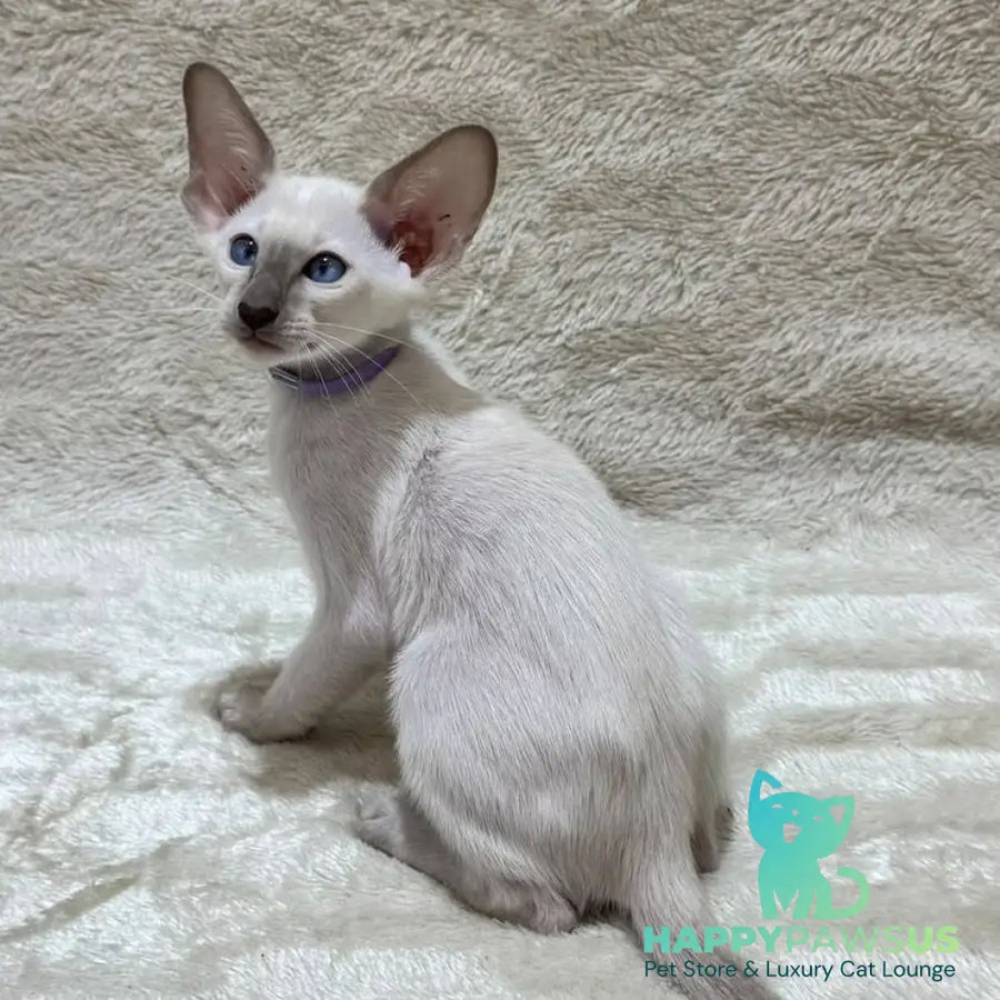 Kairo Siamese male blue - live animals