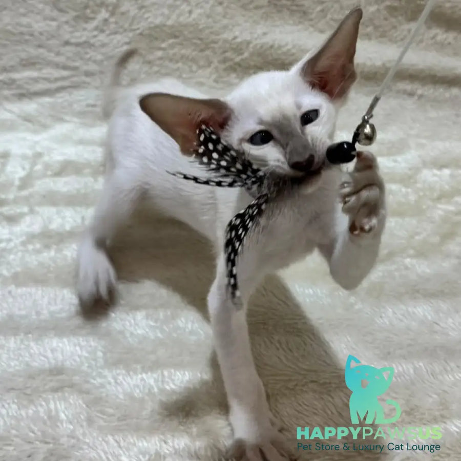 Kairo Siamese male blue - live animals