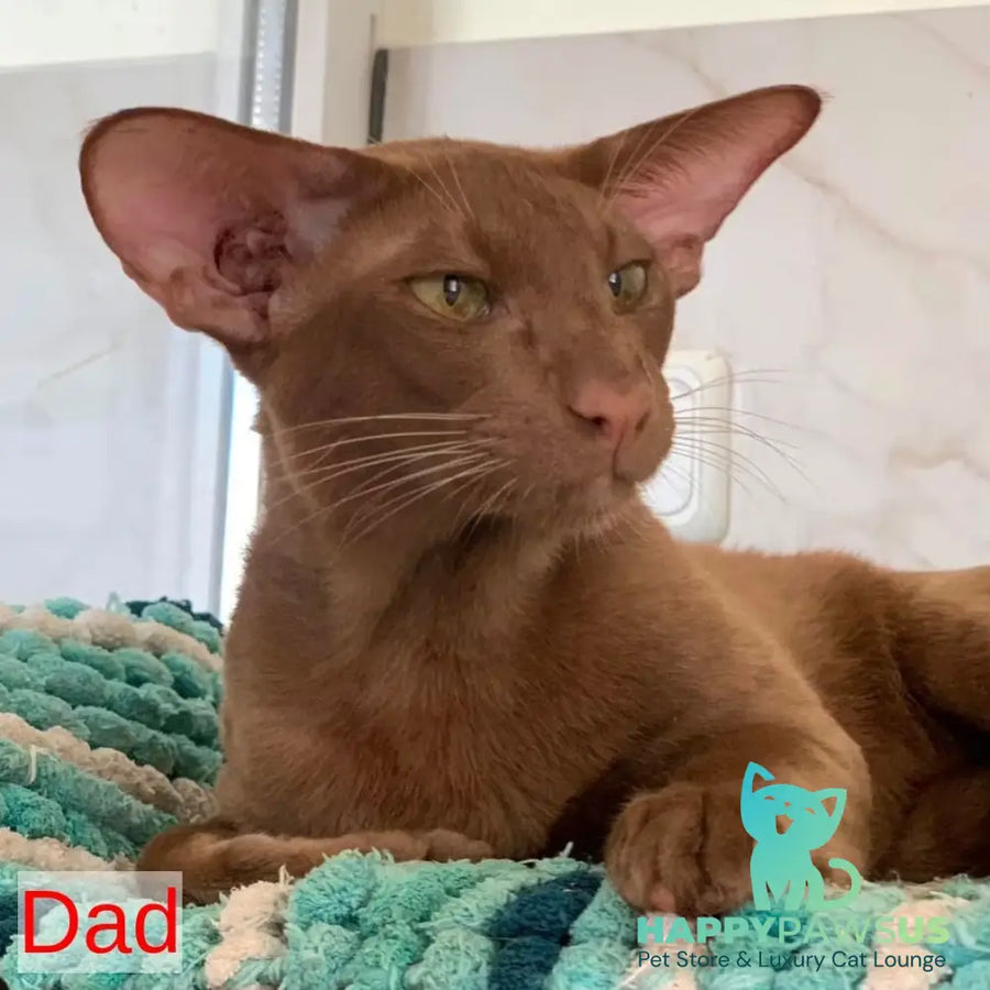 Kairo Siamese male blue - live animals