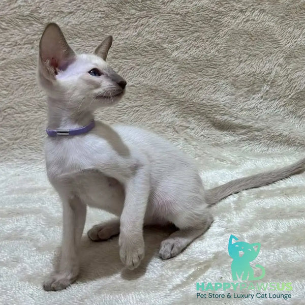 Kairo Siamese male blue - live animals