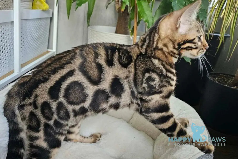 Kairos Bengal male black spotted tabby live animals