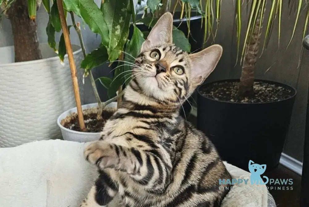 Kairos Bengal male black spotted tabby live animals