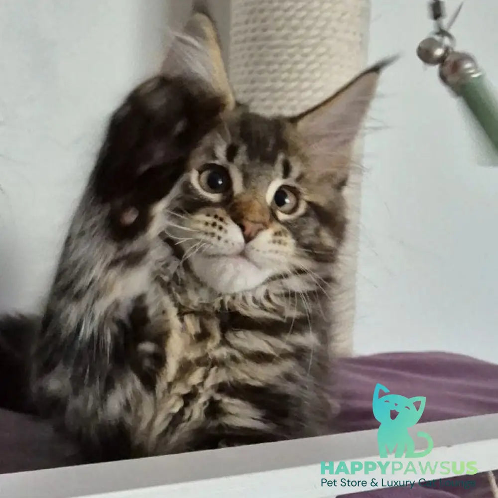 Kaisaria Maine Coon female black tabby - live animals