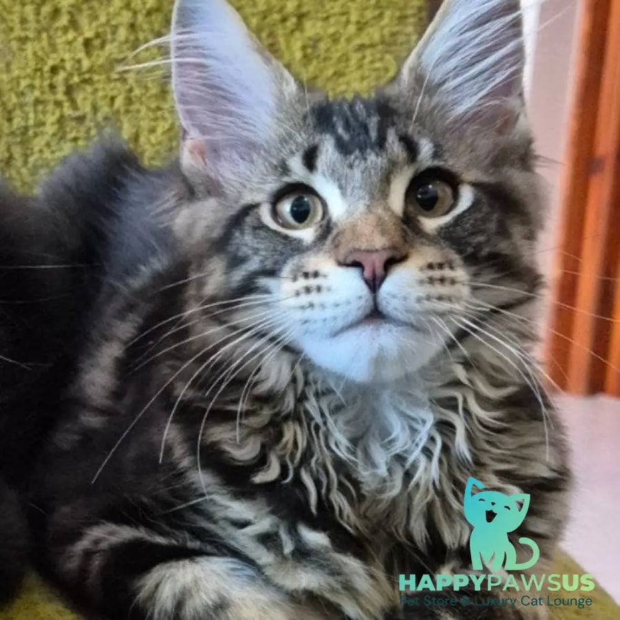 Kaisaria Maine Coon female black tabby - live animals