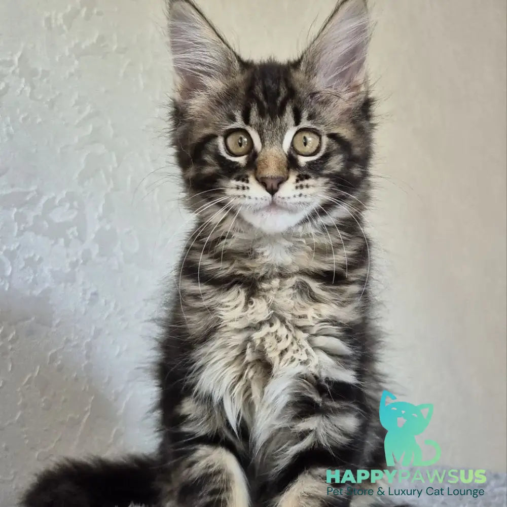 Kaisaria Maine Coon female black tabby - live animals