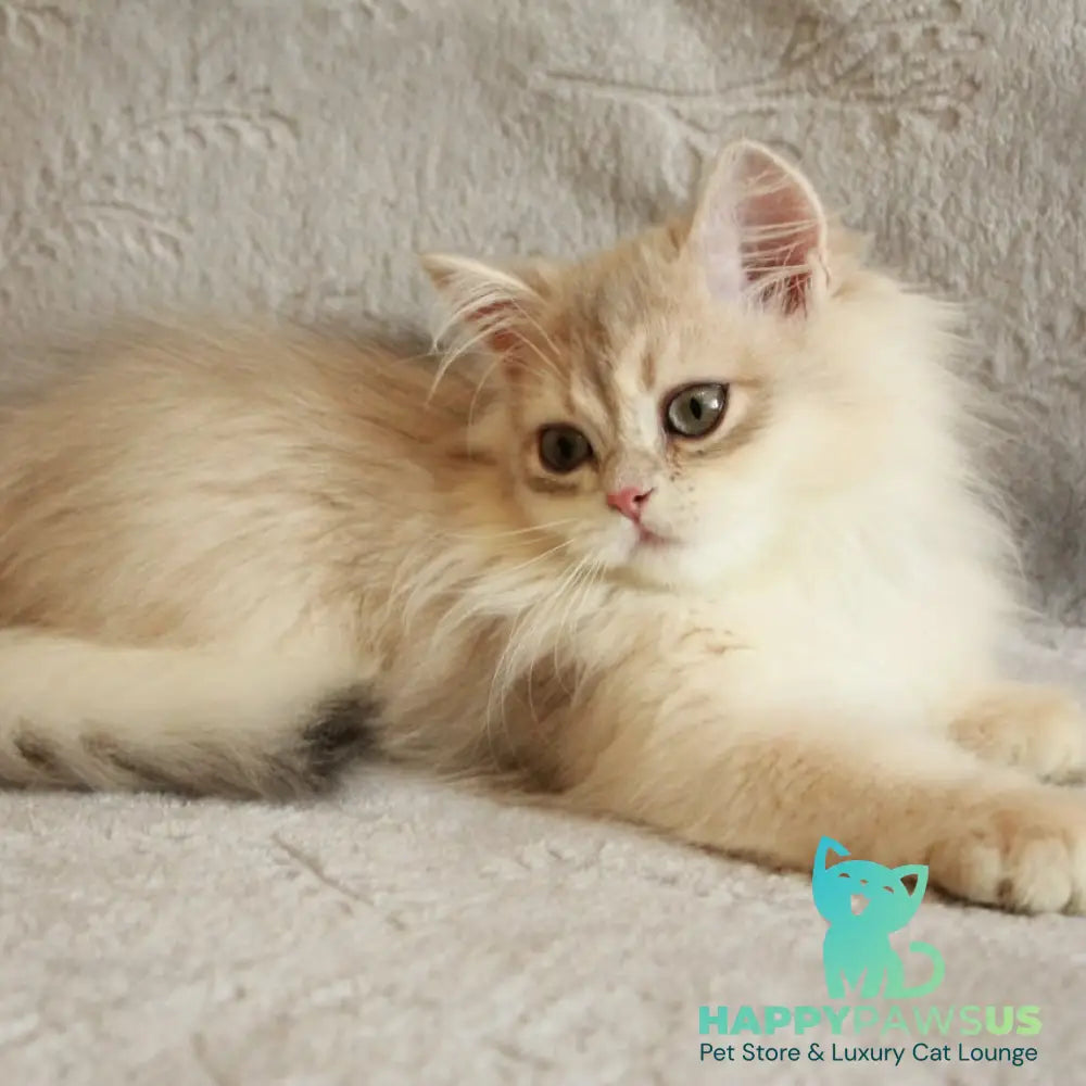 Kaiser British Longhair male blue golden chinchilla - live animals