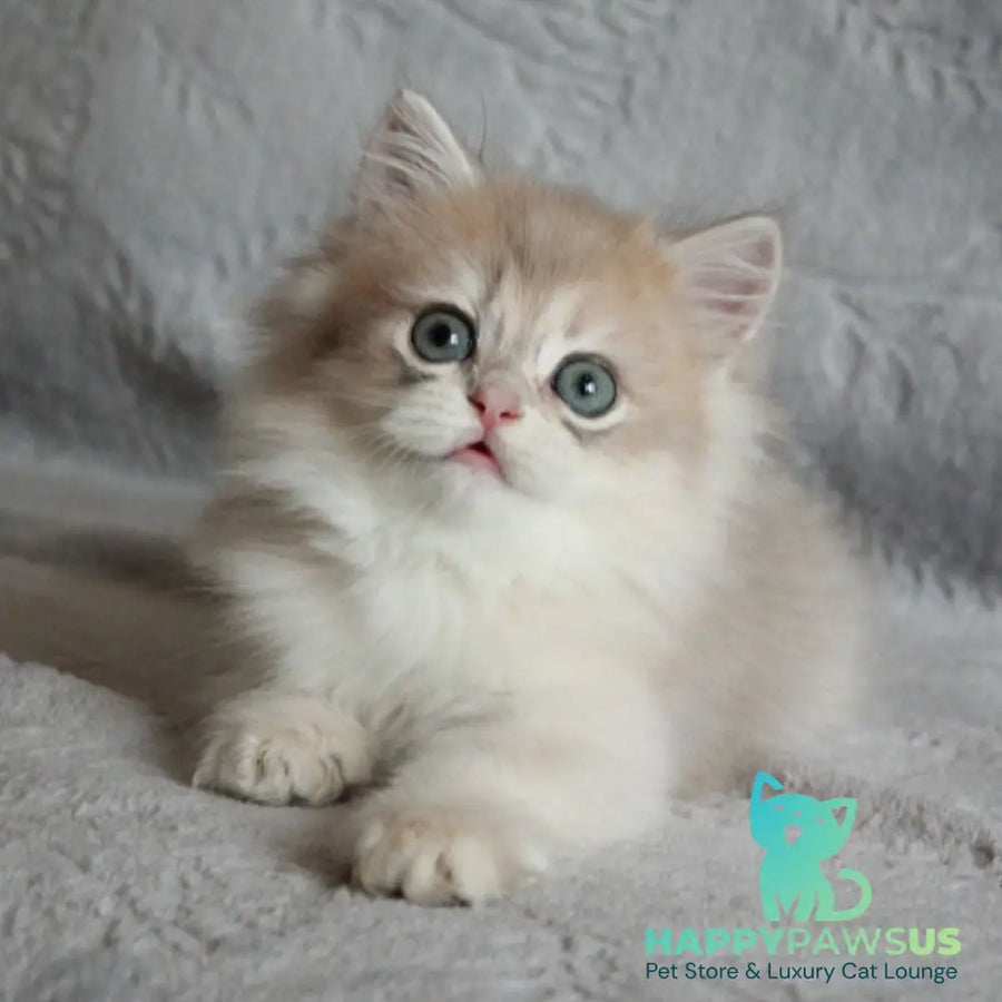 Kaiser British Longhair male blue golden chinchilla - live animals