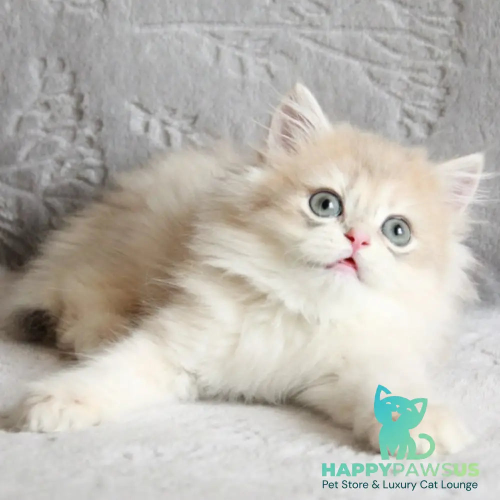 Kaiser British Longhair male blue golden chinchilla - live animals