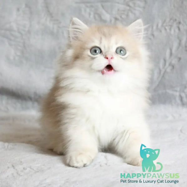 Kaiser British Longhair male blue golden chinchilla - live animals