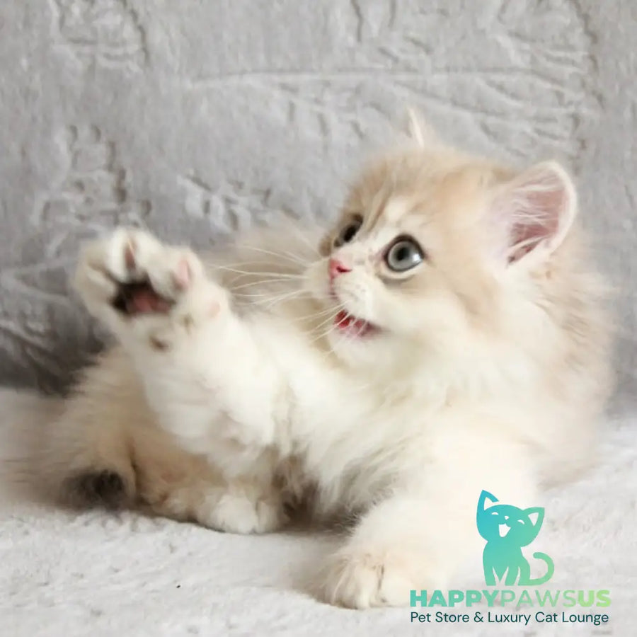 Kaiser British Longhair male blue golden chinchilla - live animals