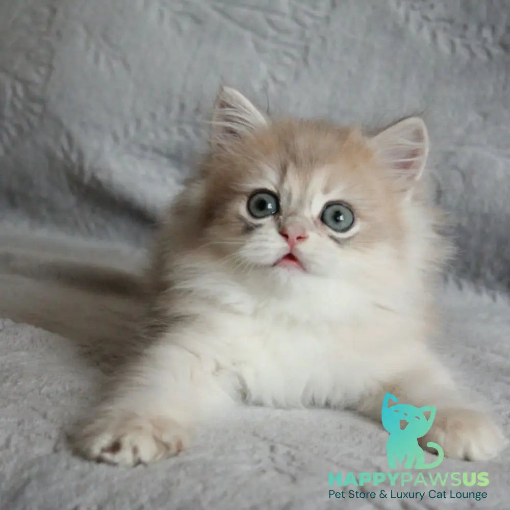 Kaiser British Longhair male blue golden chinchilla - live animals