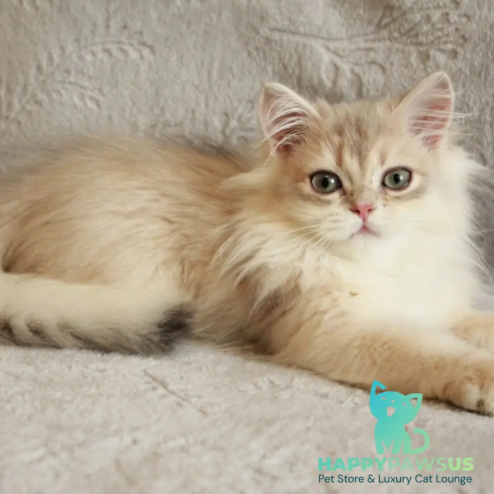 Kaiser British Longhair male blue golden chinchilla - live animals