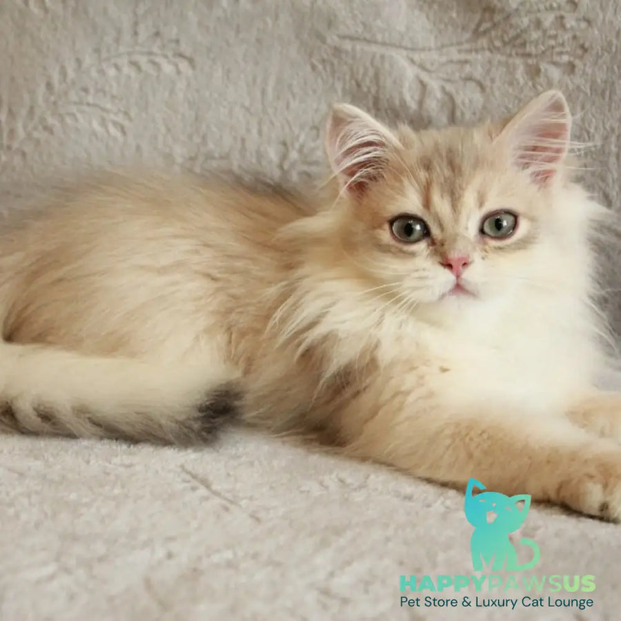 Kaiser British Longhair male blue golden chinchilla - live animals
