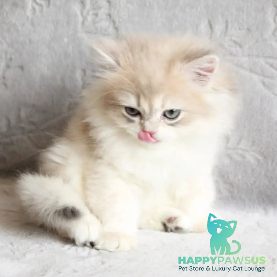 Kaiser British Longhair male blue golden chinchilla - live animals