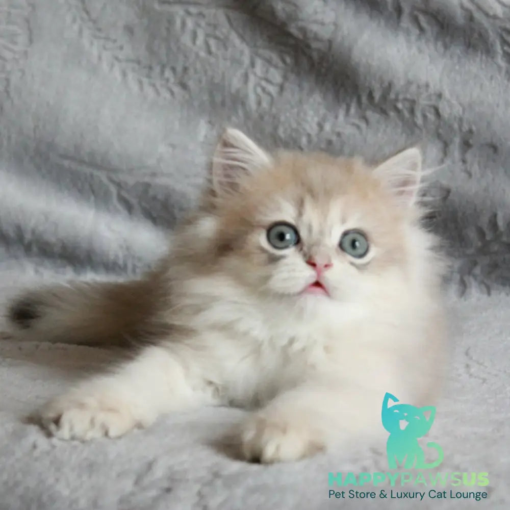 Kaiser British Longhair male blue golden chinchilla - live animals
