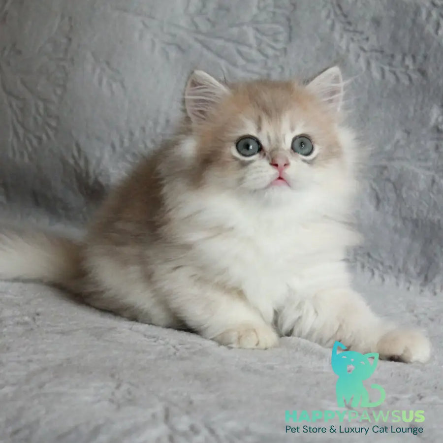 Kaiser British Longhair male blue golden chinchilla - live animals