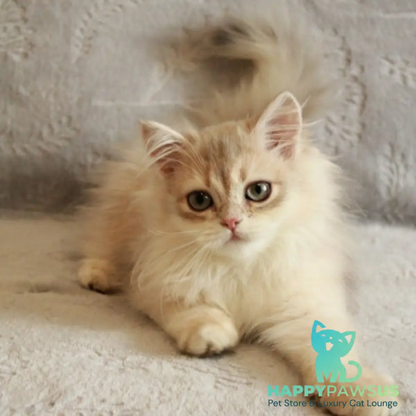 Kaiser British Longhair male blue golden chinchilla - live animals