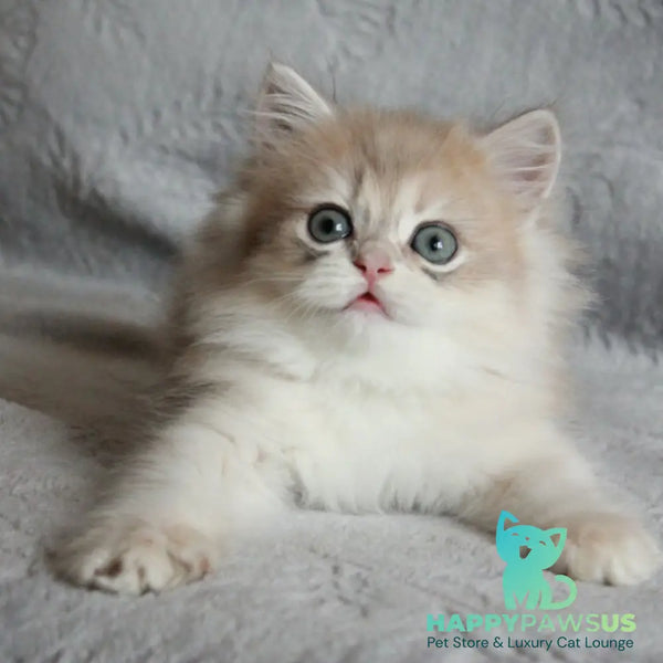 Kaiser British Longhair male blue golden chinchilla - live animals