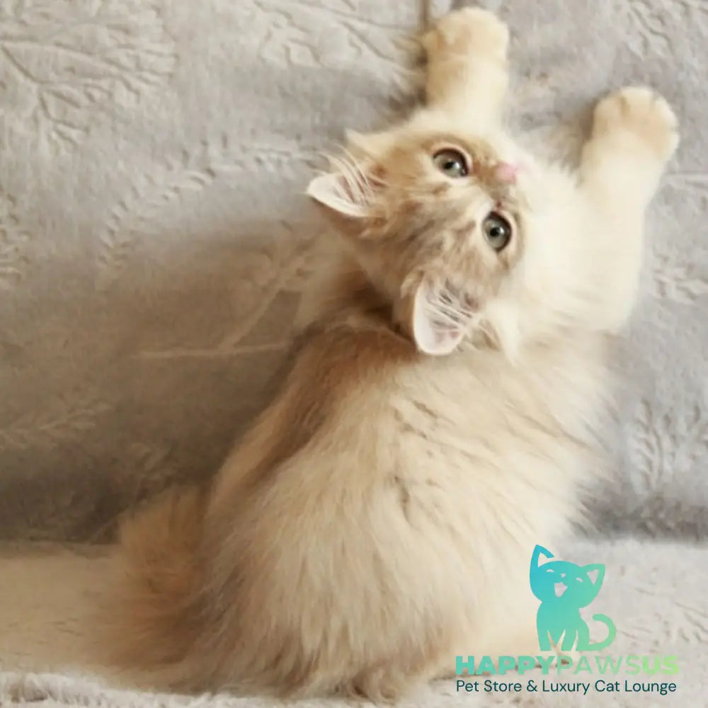 Kaiser British Longhair male blue golden chinchilla - live animals