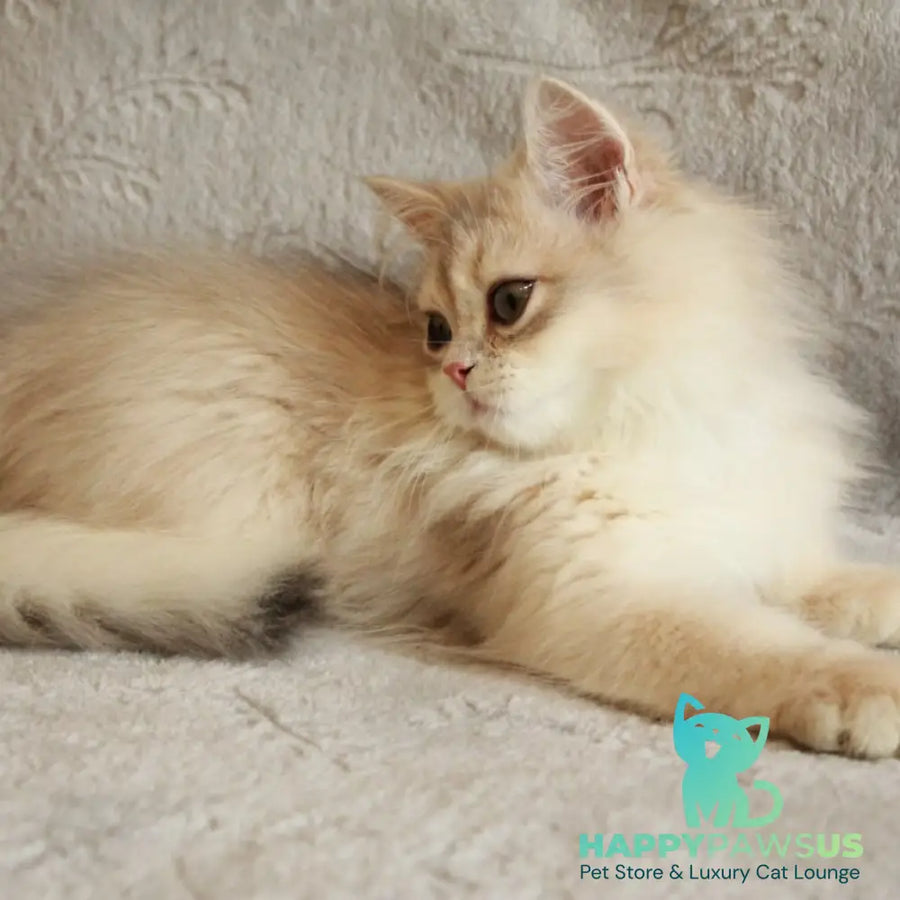 Kaiser British Longhair male blue golden chinchilla - live animals
