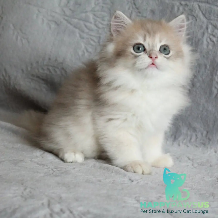 Kaiser British Longhair male blue golden chinchilla - live animals