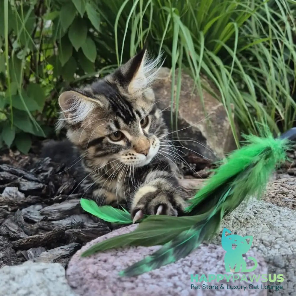 Kaiser Maine Coon male black tabby - live animals