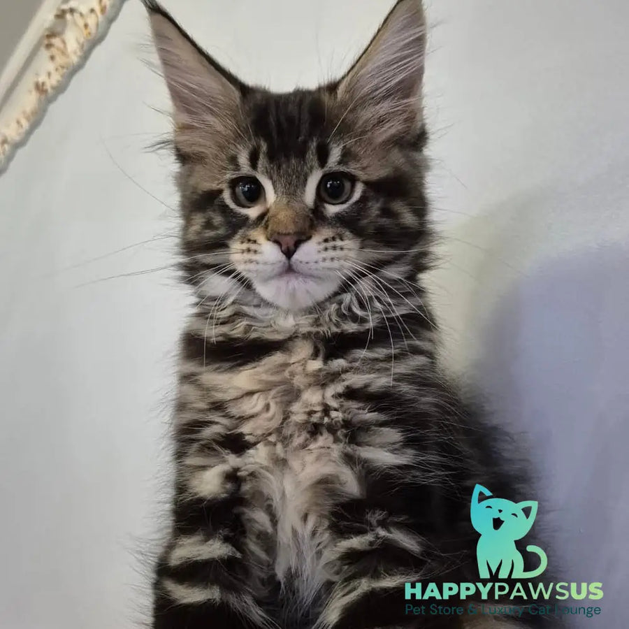 Kaiser Maine Coon male black tabby - live animals