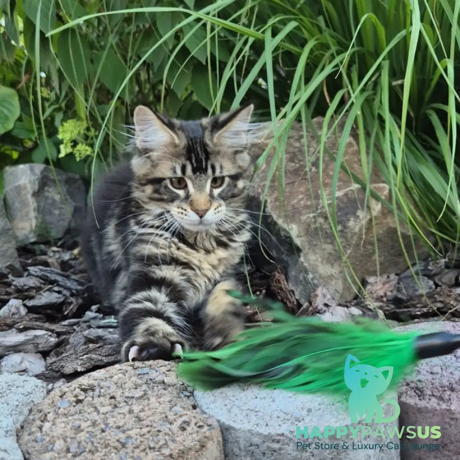 Kaiser Maine Coon male black tabby - live animals