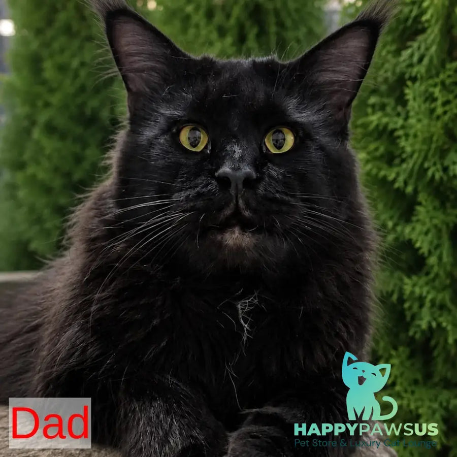 Kaiser Maine Coon male black tabby - live animals