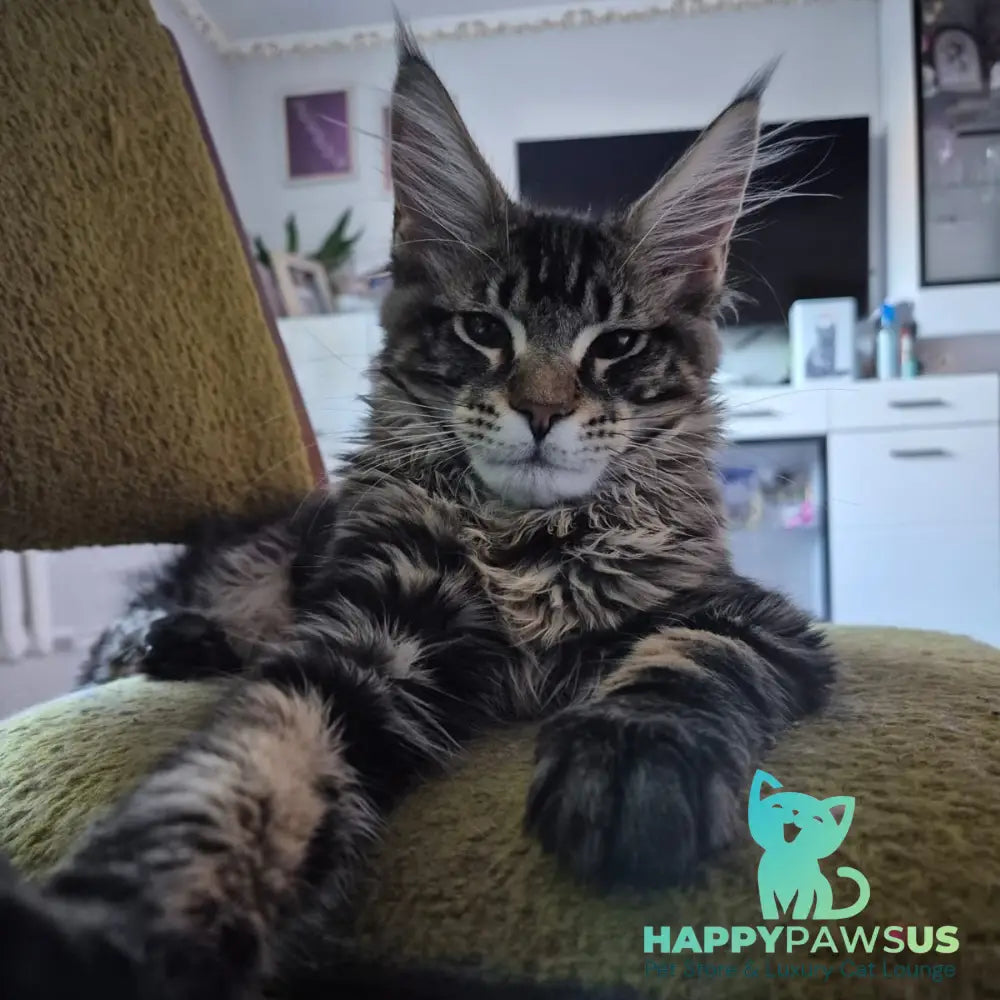 Kaiser Maine Coon male black tabby - live animals